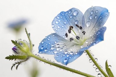Borage (Borago officinalis) çiçeğinin aşırı gerçekçi bir makro fotoğrafı. Açık mavi yapraklar parlak su damlacıklarıyla kaplıdır. Çiçeğin merkezinde sarı erkek organlar ve koyu mor bir erkek organı bulunur.. 