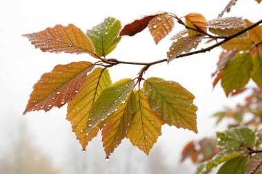 Borage (Borago officinalis) çiçeğinin aşırı gerçekçi bir makro fotoğrafı. Açık mavi yapraklar parlak su damlacıklarıyla kaplıdır. Çiçeğin merkezinde sarı erkek organlar ve koyu mor bir erkek organı bulunur.. 