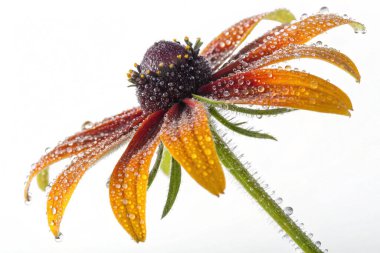 Borage (Borago officinalis) çiçeğinin aşırı gerçekçi bir makro fotoğrafı. Açık mavi yapraklar parlak su damlacıklarıyla kaplıdır. Çiçeğin merkezinde sarı erkek organlar ve koyu mor bir erkek organı bulunur.. 