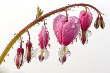 Borage (Borago officinalis) çiçeğinin aşırı gerçekçi bir makro fotoğrafı. Açık mavi yapraklar parlak su damlacıklarıyla kaplıdır. Çiçeğin merkezinde sarı erkek organlar ve koyu mor bir erkek organı bulunur.. 