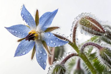 Borage (Borago officinalis) çiçeğinin aşırı gerçekçi bir makro fotoğrafı. Açık mavi yapraklar parlak su damlacıklarıyla kaplıdır. Çiçeğin merkezinde sarı erkek organlar ve koyu mor bir erkek organı bulunur.. 