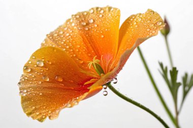 Bir Clematis Vitalba çiçeğinin büyüleyici yakın plan fotoğrafı narin güzelliğini gözler önüne seriyor. Çiçek, parlak su damlacıklarıyla kaplı ince pembe çizgili beyaz yapraklara sahiptir.. 