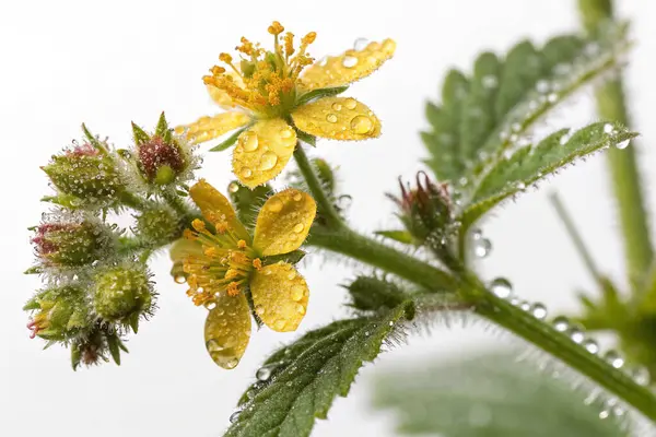 Borage (Borago officinalis) çiçeğinin aşırı gerçekçi bir makro fotoğrafı. Açık mavi yapraklar parlak su damlacıklarıyla kaplıdır. Çiçeğin merkezinde sarı erkek organlar ve koyu mor bir erkek organı bulunur.. 