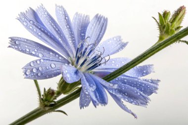 Bir Clematis Vitalba çiçeğinin büyüleyici yakın plan fotoğrafı narin güzelliğini gözler önüne seriyor. Çiçek, parlak su damlacıklarıyla kaplı ince pembe çizgili beyaz yapraklara sahiptir.. 