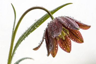 Bir Clematis Vitalba çiçeğinin büyüleyici yakın plan fotoğrafı narin güzelliğini gözler önüne seriyor. Çiçek, parlak su damlacıklarıyla kaplı ince pembe çizgili beyaz yapraklara sahiptir.. 