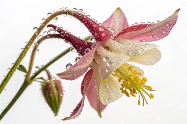 Bir Clematis Vitalba çiçeğinin büyüleyici yakın plan fotoğrafı narin güzelliğini gözler önüne seriyor. Çiçek, parlak su damlacıklarıyla kaplı ince pembe çizgili beyaz yapraklara sahiptir.. 