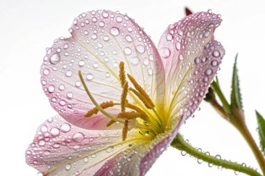 Bir Fuchsia Magellanica çiçeğinin makro çekimi, narin güzelliğini sergiliyor. Çiçek sayısız su damlacıklarıyla süslenir ve ışıl ışıl bir etki yaratır.. 