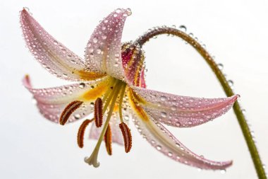 Bir Fuchsia Magellanica çiçeğinin makro çekimi, narin güzelliğini sergiliyor. Çiçek sayısız su damlacıklarıyla süslenir ve ışıl ışıl bir etki yaratır.. 