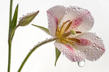 Bir Fuchsia Magellanica çiçeğinin makro çekimi, narin güzelliğini sergiliyor. Çiçek sayısız su damlacıklarıyla süslenir ve ışıl ışıl bir etki yaratır.. 