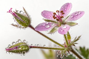 Bir Fuchsia Magellanica çiçeğinin makro çekimi, narin güzelliğini sergiliyor. Çiçek sayısız su damlacıklarıyla süslenir ve ışıl ışıl bir etki yaratır.. 