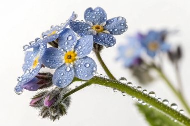 Bir Fuchsia Magellanica çiçeğinin makro çekimi, narin güzelliğini sergiliyor. Çiçek sayısız su damlacıklarıyla süslenir ve ışıl ışıl bir etki yaratır.. 