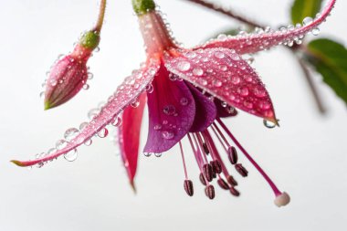 Bir Fuchsia Magellanica çiçeğinin makro çekimi, narin güzelliğini sergiliyor. Çiçek sayısız su damlacıklarıyla süslenir ve ışıl ışıl bir etki yaratır.. 
