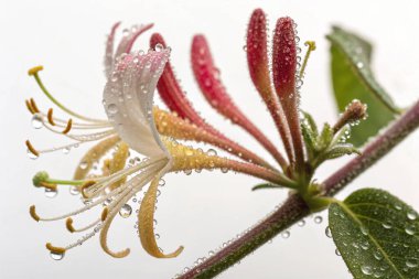 Hipergerçekçi bir makro fotoğrafta parlak su damlacıklarıyla süslenmiş canlı bir turuncu gül tomurcuğu sergileniyor. Damlacıklar tomurcuğun yapraklarına, gövdesine ve etrafındaki yapraklara yapışarak pırıl pırıl mücevherimsi bir etki yaratırlar.. 