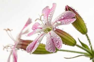 Yakın plan, hipergerçekçi bir fotoğraf, parlayan çiğ damlalarıyla kaplı bir yosun (Asclepias cordifolia) tohumunun karmaşık güzelliğini yakalar.. 
