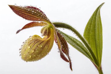 Yakın plan, hipergerçekçi bir fotoğraf, parlayan çiğ damlalarıyla kaplı bir yosun (Asclepias cordifolia) tohumunun karmaşık güzelliğini yakalar.. 