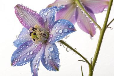 Yakın plan, hipergerçekçi bir fotoğraf, parlayan çiğ damlalarıyla kaplı bir yosun (Asclepias cordifolia) tohumunun karmaşık güzelliğini yakalar.. 