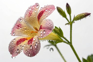 Çilekler, portakallar ve yeşil yapraklı sebzeler de dahil olmak üzere canlı meyvelerle dolu büyük, şeffaf bir kapsülün aşırı gerçekçi bir görüntüsü.