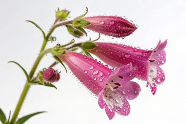 Çilekler, portakallar ve yeşil yapraklı sebzeler de dahil olmak üzere canlı meyvelerle dolu büyük, şeffaf bir kapsülün aşırı gerçekçi bir görüntüsü.