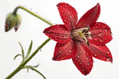 Su damlacıklarıyla kaplı bir saguaro kaktüsünün (Carnegiea dev çayı) yakın plan makro çekimi. Görüntü, kaktüs derisinin dokusunu, sivri dikenlerini ve yüzeye yapışan parlak su damlacıklarını vurgular.. 