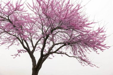 Su damlacıklarıyla kaplı bir saguaro kaktüsünün (Carnegiea dev çayı) yakın plan makro çekimi. Görüntü, kaktüs derisinin dokusunu, sivri dikenlerini ve yüzeye yapışan parlak su damlacıklarını vurgular.. 