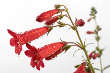 Su damlacıklarıyla kaplı bir saguaro kaktüsünün (Carnegiea dev çayı) yakın plan makro çekimi. Görüntü, kaktüs derisinin dokusunu, sivri dikenlerini ve yüzeye yapışan parlak su damlacıklarını vurgular.. 