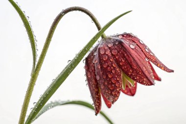 Yıldız lalesinin (Calochortus tolmiei) aşırı gerçekçi bir yakın plan fotoğrafı. Beyaz, sarı ve pembe renkli bir karışım sergileyen narin taç yaprakları parlak su damlacıklarıyla süslenmiştir.. 