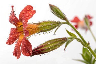 Yıldız lalesinin (Calochortus tolmiei) aşırı gerçekçi bir yakın plan fotoğrafı. Beyaz, sarı ve pembe renkli bir karışım sergileyen narin taç yaprakları parlak su damlacıklarıyla süslenmiştir.. 