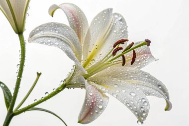 Yıldız lalesinin (Calochortus tolmiei) aşırı gerçekçi bir yakın plan fotoğrafı. Beyaz, sarı ve pembe renkli bir karışım sergileyen narin taç yaprakları parlak su damlacıklarıyla süslenmiştir.. 