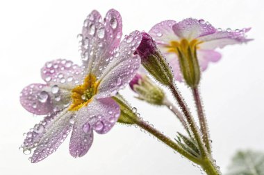 Yıldız lalesinin (Calochortus tolmiei) aşırı gerçekçi bir yakın plan fotoğrafı. Beyaz, sarı ve pembe renkli bir karışım sergileyen narin taç yaprakları parlak su damlacıklarıyla süslenmiştir.. 
