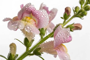 Yıldız lalesinin (Calochortus tolmiei) aşırı gerçekçi bir yakın plan fotoğrafı. Beyaz, sarı ve pembe renkli bir karışım sergileyen narin taç yaprakları parlak su damlacıklarıyla süslenmiştir.. 