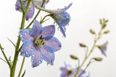 Yerba Santa (Eriodictyon californicum) bitkisinin hipergerçekçi yakın çekimi. Görüntü, her biri parlak su damlacıklarıyla kaplı yeşil yaprakların karmaşık ayrıntılarına odaklanıyor.. 