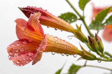 Yerba Santa (Eriodictyon californicum) bitkisinin hipergerçekçi yakın çekimi. Görüntü, her biri parlak su damlacıklarıyla kaplı yeşil yaprakların karmaşık ayrıntılarına odaklanıyor.. 