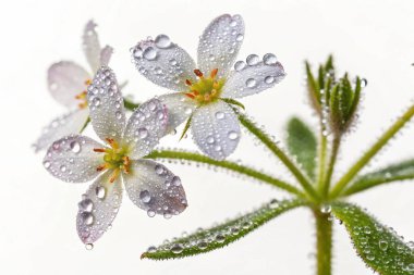 Yerba Santa (Eriodictyon californicum) bitkisinin hipergerçekçi yakın çekimi. Görüntü, her biri parlak su damlacıklarıyla kaplı yeşil yaprakların karmaşık ayrıntılarına odaklanıyor.. 