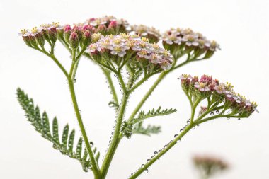 Yerba Santa (Eriodictyon californicum) bitkisinin hipergerçekçi yakın çekimi. Görüntü, her biri parlak su damlacıklarıyla kaplı yeşil yaprakların karmaşık ayrıntılarına odaklanıyor.. 