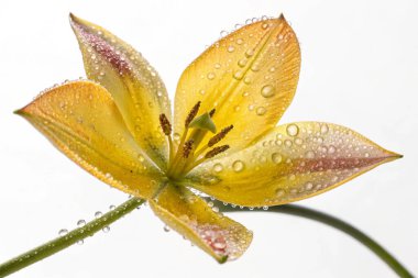Bir makro çekimde canlı sarı bir yıldız lale (Calochortus monophyllus) su damlacıklarıyla parlayan bir çiçek sergilenir. Yapraklar sarının ince bir gradyanı ve uçlarında kırmızımsı-mor izler sergiliyor.. 