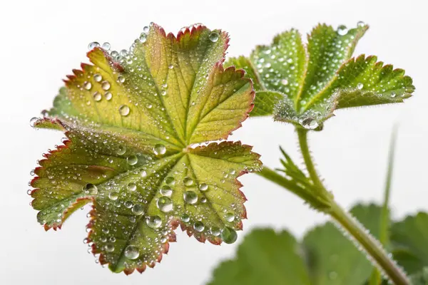 Yakın plan, hipergerçekçi bir fotoğraf, parlayan çiğ damlalarıyla kaplı bir yosun (Asclepias cordifolia) tohumunun karmaşık güzelliğini yakalar.. 