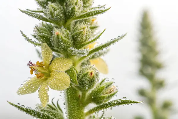 Çilekler, portakallar ve yeşil yapraklı sebzeler de dahil olmak üzere canlı meyvelerle dolu büyük, şeffaf bir kapsülün aşırı gerçekçi bir görüntüsü.