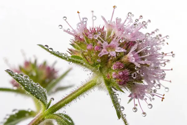 Çilekler, portakallar ve yeşil yapraklı sebzeler de dahil olmak üzere canlı meyvelerle dolu büyük, şeffaf bir kapsülün aşırı gerçekçi bir görüntüsü.
