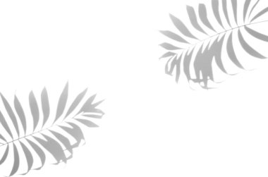 Palmiye yaprakları gölgelik.