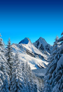 Ağaçlar ve dağlarla kaplı karla kaplı bir arazi.