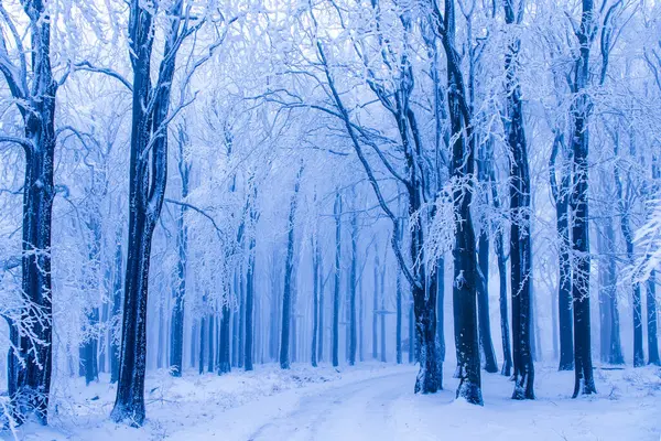 Bosque Invierno Sendero Cubierto Nieve Árboles Cubiertos Heladas —  Fotos de Stock