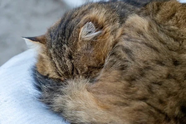 A brown cat with dark stripes curled up with his eyes closed covering the tip of his muzzle with his tail