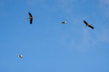 Mavi, bulutlu bir gökyüzünde uçan bir leylek sürüsü