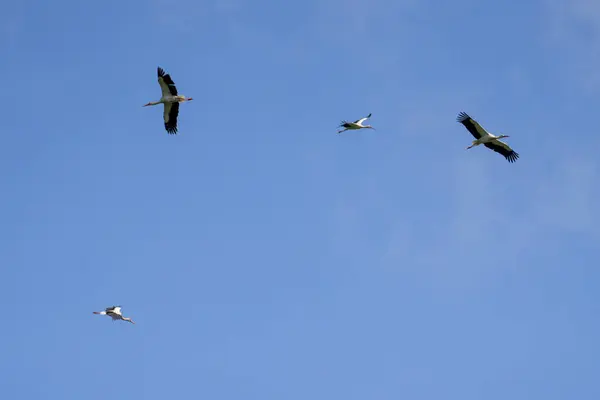 Mavi, bulutlu bir gökyüzünde uçan bir leylek sürüsü