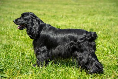 Güneşli parkta yeşil çimlerin üzerinde duran siyah köpek.
