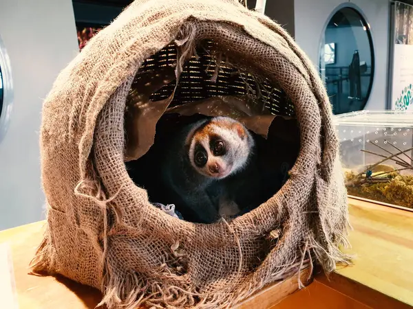 Yuvanın içindeki şirin tembel hayvan.