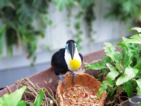 Egzotik Zarafet: Büyüleyici Pekan Tropikal Kuşu Kafeste