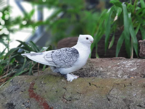 Uçuştaki zarafet: Büyüleyici Bakımlı Güvercinler