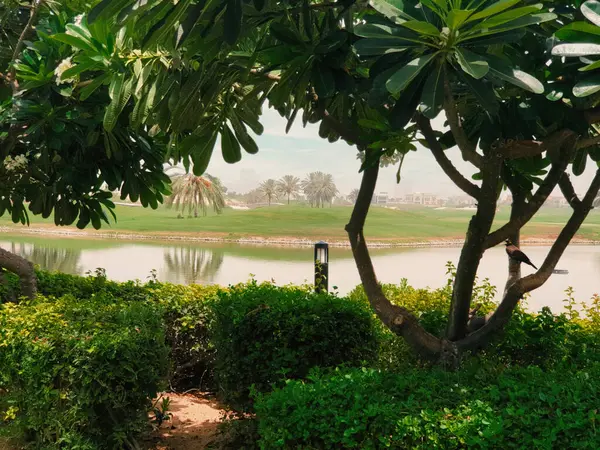 Verdant Oasis: Dubai Çayır Golf Yeşilliği