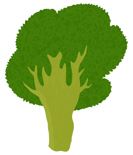Broccoli Clipart Isolerad Över Vit Bakgrund — Stockfoto